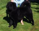 tibetsk mastiff - BADB DREAMCATCHER