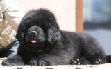 tibetsk mastiff - BADB DREAMCATCHER