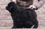 tibetsk mastif - BADB DREAMCATCHER