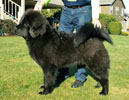 tibetan mastiff