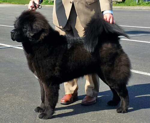 tibetsk doga BadB GANGPORI