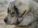 tibetan mastiff - BARDAICHILA