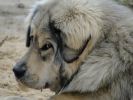 tibetsk mastiff - BARDAICHILA