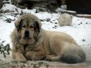 tibetsk mastif