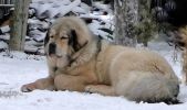 tibetsk mastif
