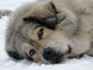 tibetsk mastif