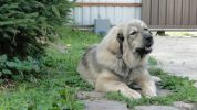 tibetsk mastiff - BARDAICHILA
