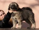 tibetsk mastiff - BARDAICHILA