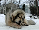 tibetsk mastiff