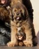 tibetsk mastiff - BASSUI