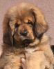 tibetsk mastiff - BASSUI