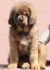 tibetsk mastiff - BASSUI