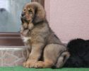 tibetan mastiff - BASSUI