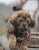 tibetan mastiff - BASSUI