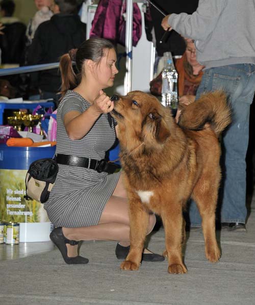 tibetsk doga