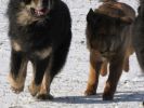 tibetan mastiff