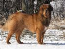 tibetan mastiff