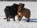 tibetan mastiff