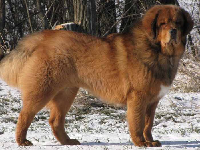 tibetsk doga Bassiu Gangpori