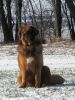 tibetan mastiff