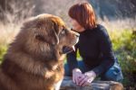 tibetsk mastiff