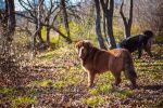 tibetsk mastiff