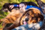 tibetsk mastiff