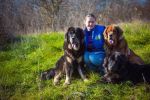 tibetsk mastiff