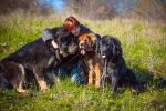 tibetsk mastiff