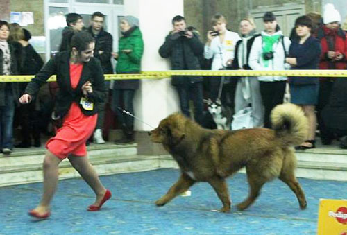 tibetsk doga Bassiu Gangpori