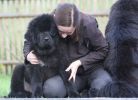 tibetsk mastiff - BATAAR