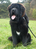 tibetsk mastiff