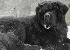 tibetan mastiff