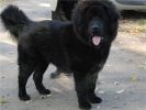 tibetan mastiff - BIRBAL