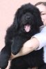 tibetsk mastiff - BIRBAL