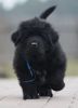 tibetsk mastiff - BIRBAL