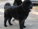 tibetan mastiff - BIRBAL