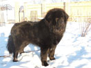 tibetsk mastiff