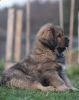 tibetsk mastiff - BONO TEMZIN