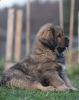 tibetan mastiff - BONO TEMZIN