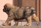 tibetan mastiff - BONO TEMZIN