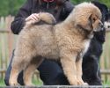 tibetan mastiff - BONO TEMZIN