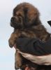 tibetan mastiff - BONO TEMZIN