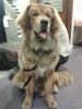 tibetsk mastiff