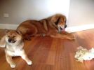 tibetan mastiff