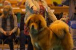 tibetan mastiff