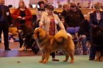 tibetan mastiff