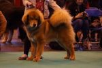 tibetan mastiff