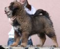 tibetan mastiff - BRAS BU