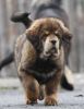 tibetan mastiff - BRAS BU